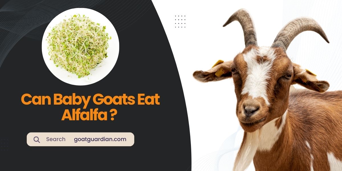 Can Baby Goats Eat Alfalfa?