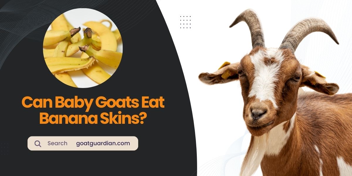 Can Baby Goats Eat Banana Skins