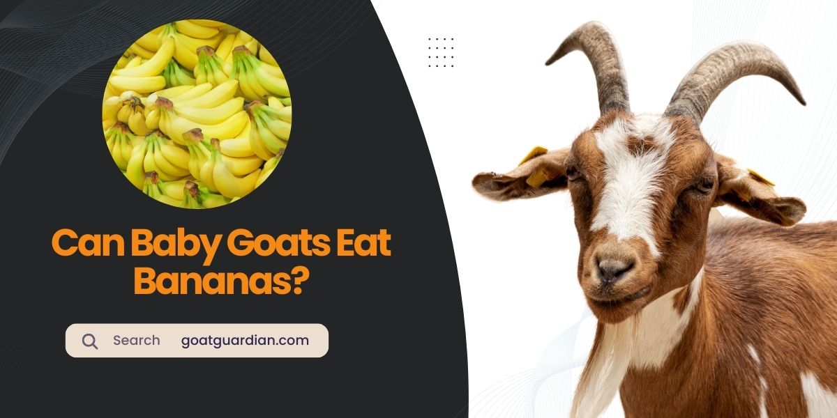 Can Baby Goats Eat Bananas