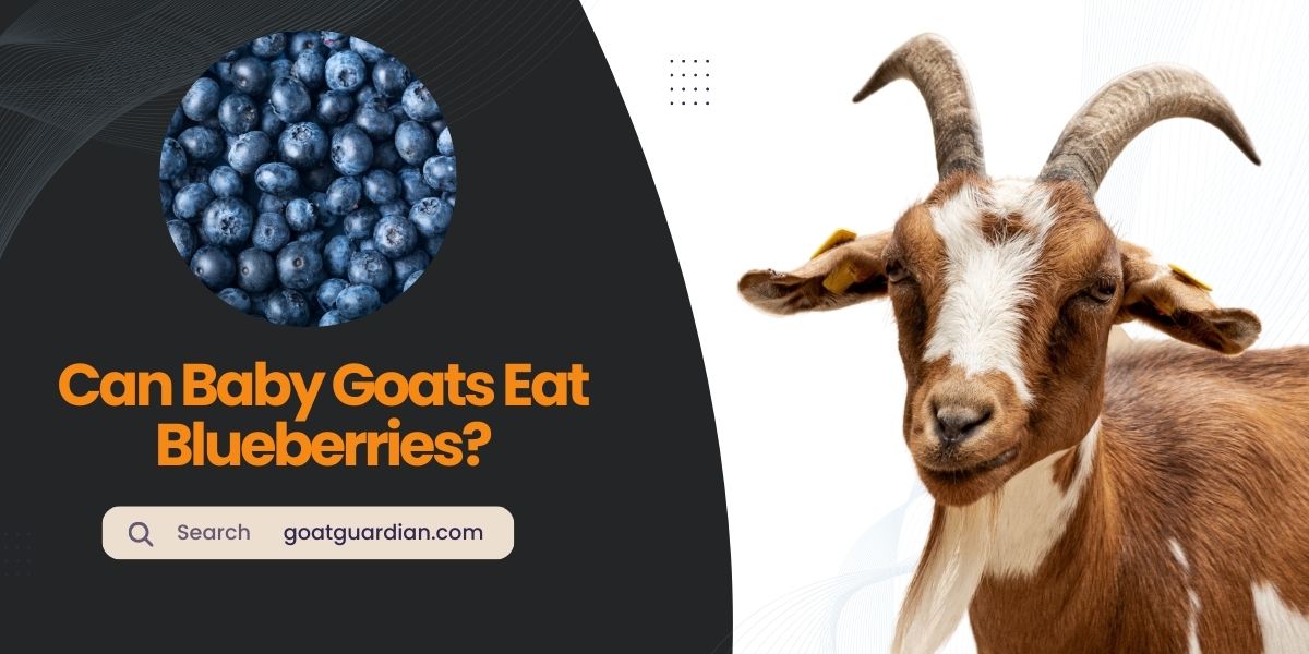 Can Baby Goats Eat Blueberries