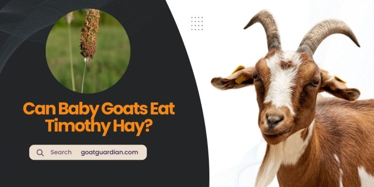 Can Baby Goats Eat Timothy Hay? (Read After Feed)