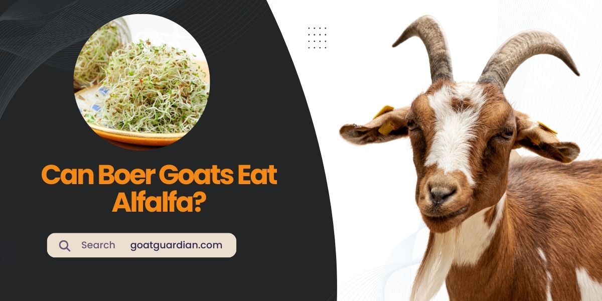 Can Boer Goats Eat Alfalfa