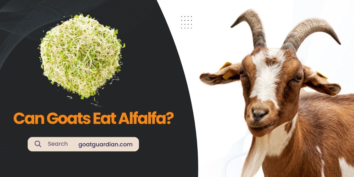 Can Goat Eat Alfalfa