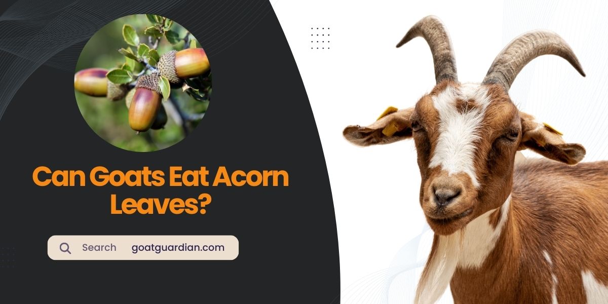 Can Goats Eat Acorn Leaves