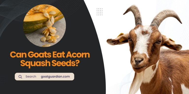 Can Goats Eat Acorn Squash Seeds? (YES or NO)