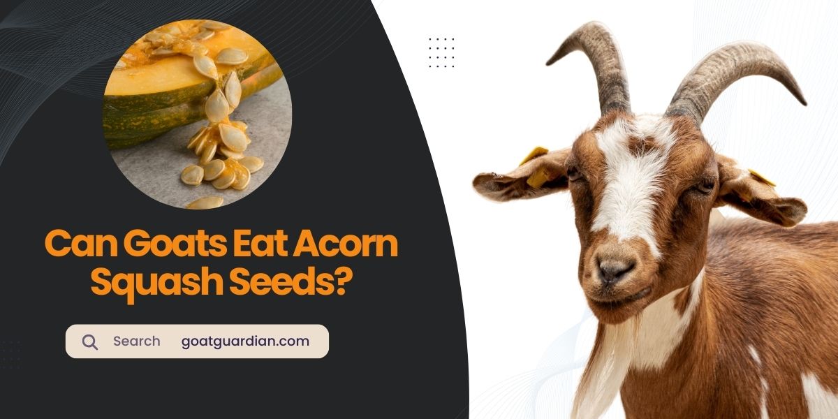 Can Goats Eat Acorn Squash Seeds