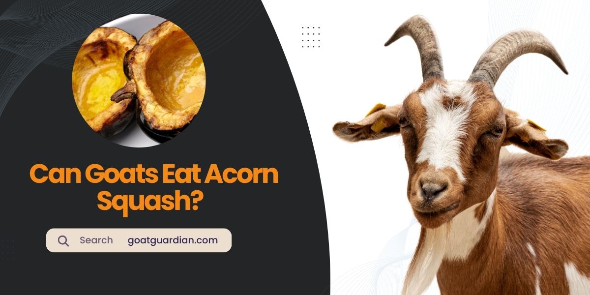 Can Goats Eat Acorn Squash?