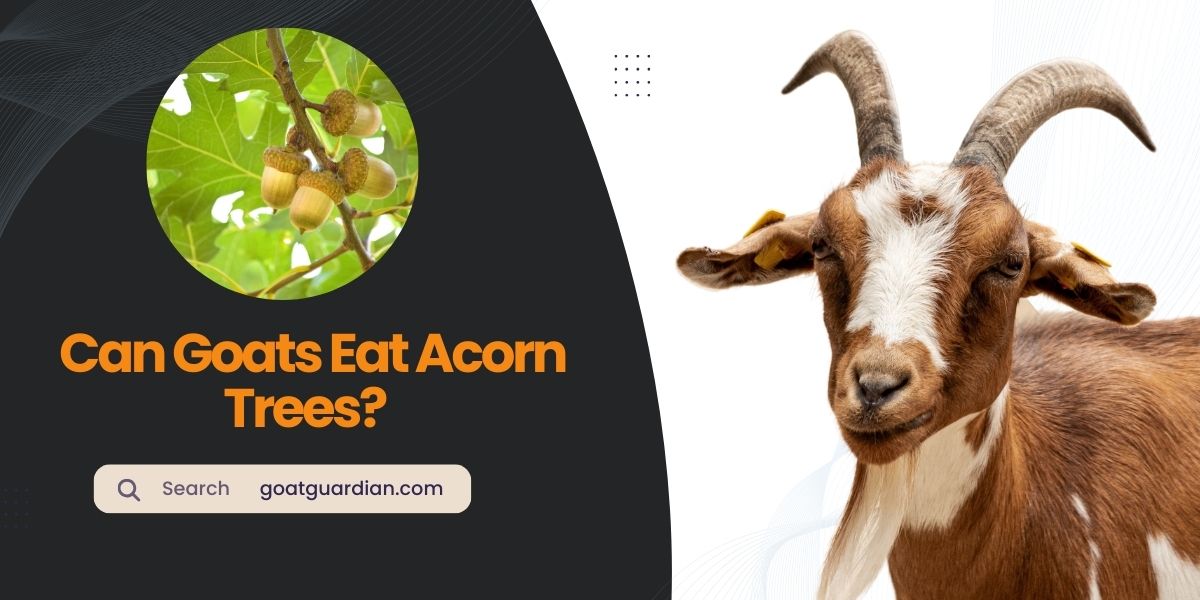Can Goats Eat Acorn Trees?