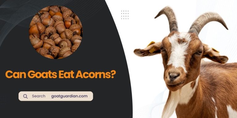 Can Goats Eat Acorns? Toxic or Safe?
