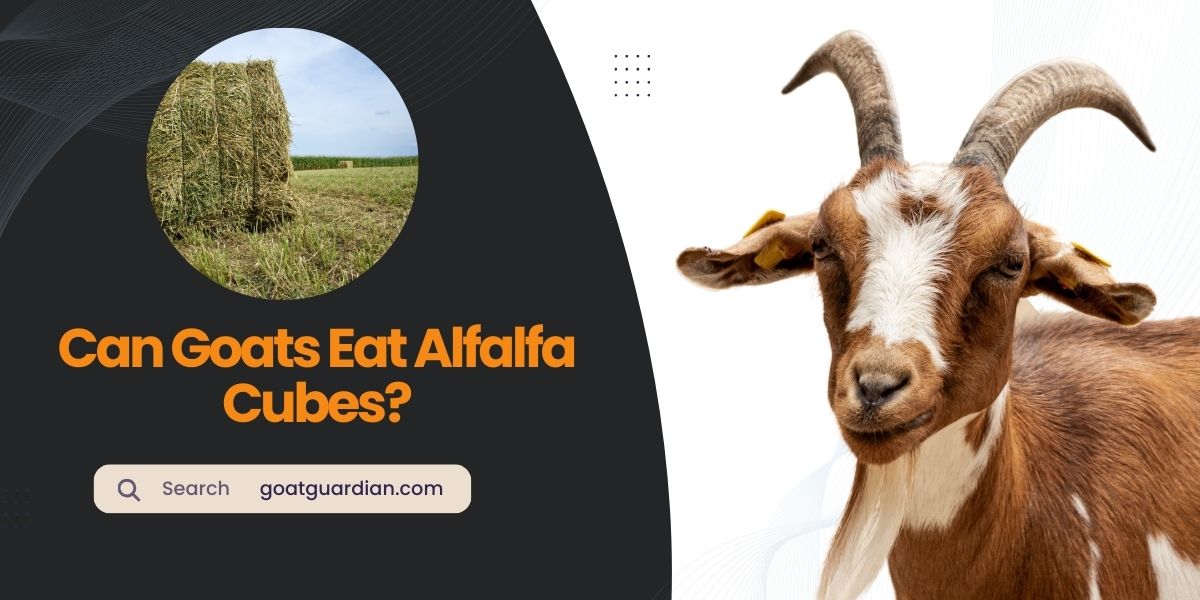 Can Goats Eat Alfalfa Cubes