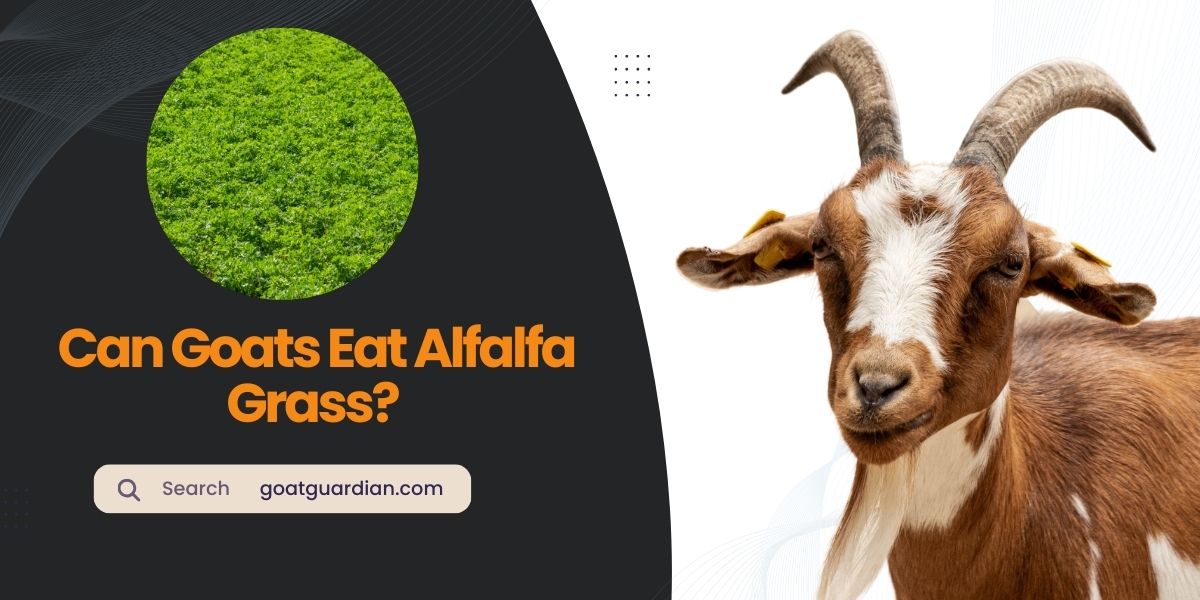 Can Goats Eat Alfalfa Grass