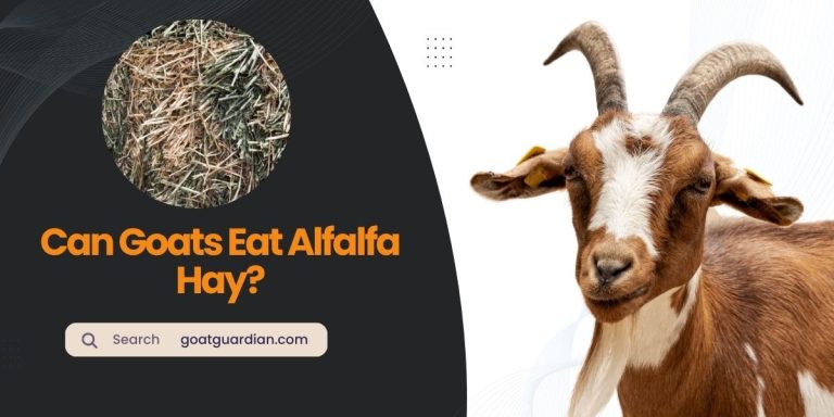 Can Goats Eat Alfalfa Hay? (Benefits and Risks)