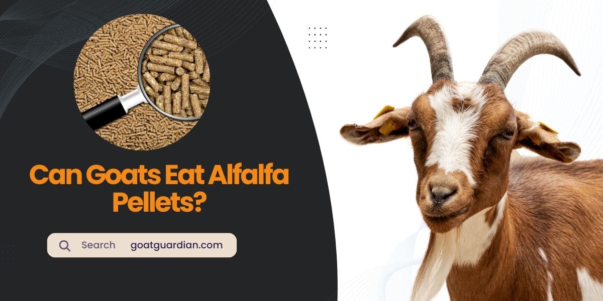 Can Goats Eat Alfalfa Pellets