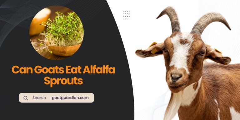Can Goats Eat Alfalfa Sprouts? (YES or NO)