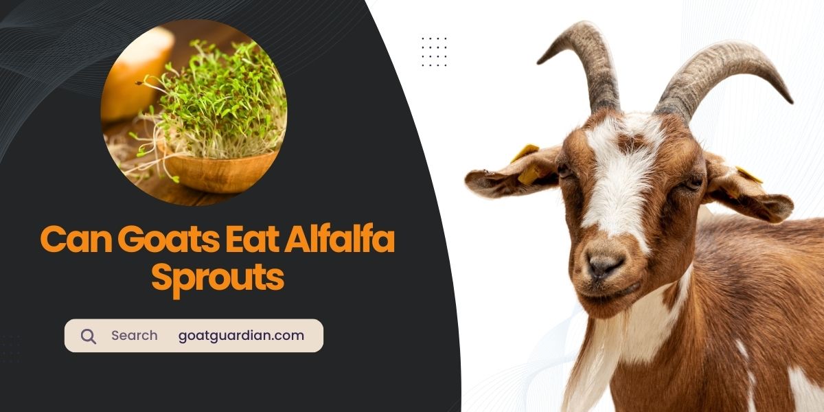Can Goats Eat Alfalfa Sprouts