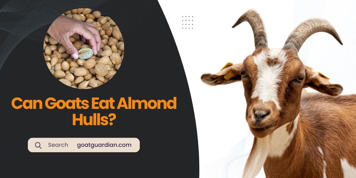 Can Goats Eat Almond Hulls