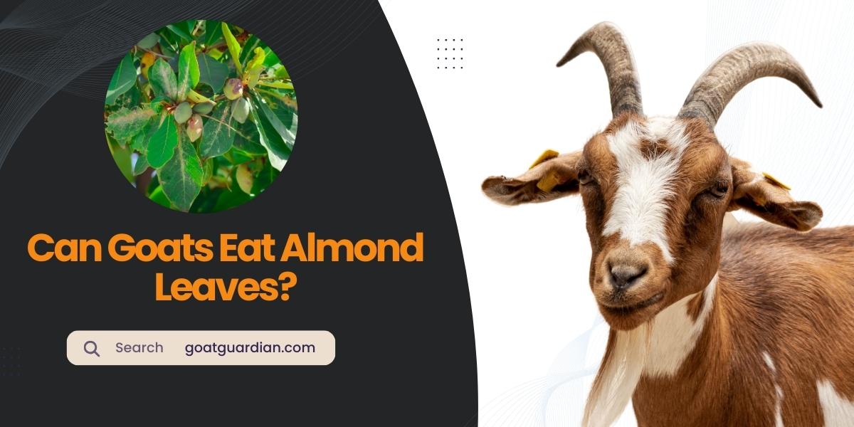 Can Goats Eat Almond Leaves?