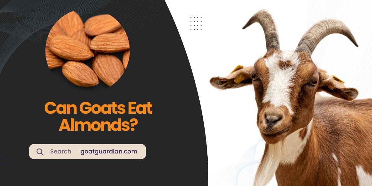 Can Goats Eat Almonds