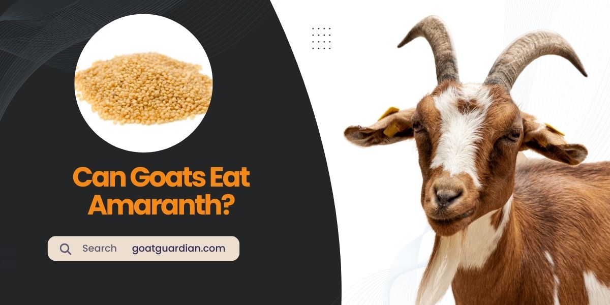 Can Goats Eat Amaranth