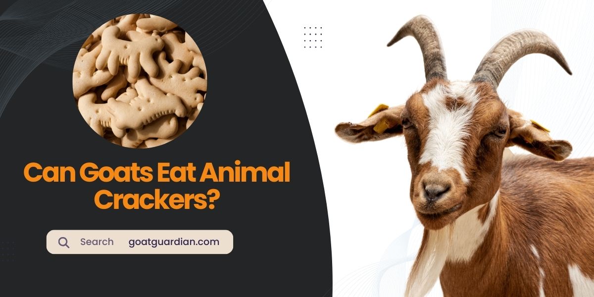 Can Goats Eat Animal Crackers