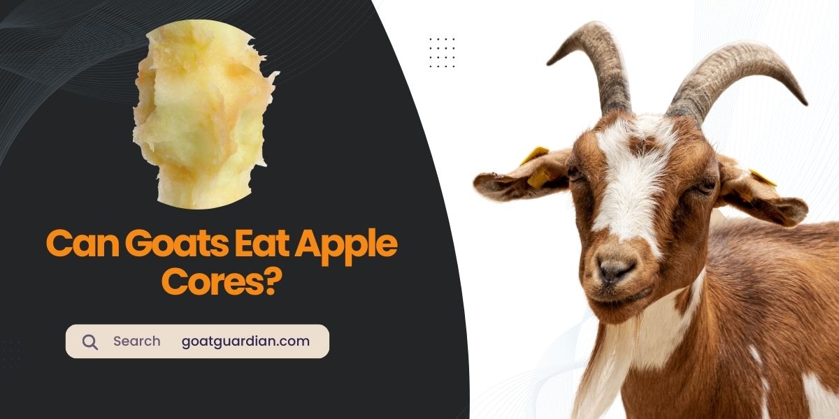 Can Goats Eat Apple Cores