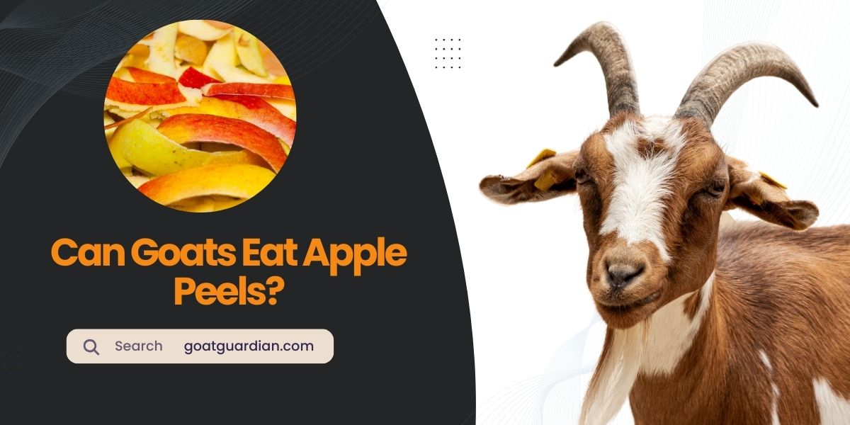 Can Goats Eat Apple Peels