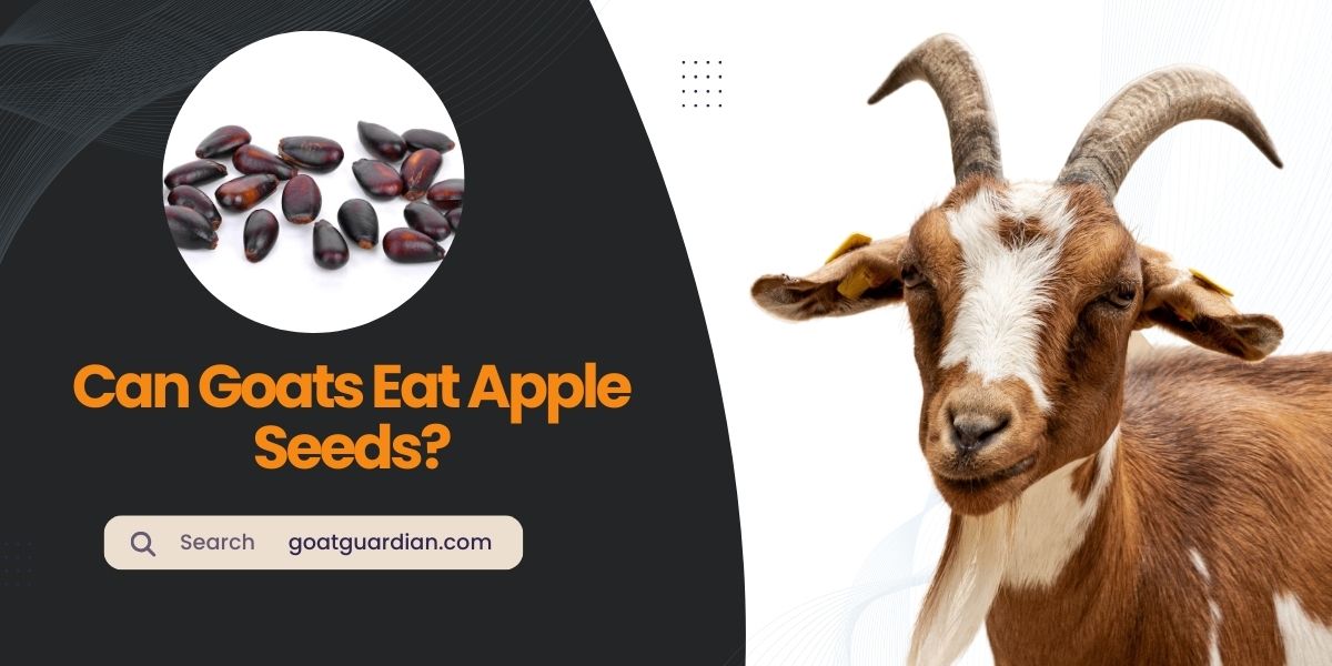 Can Goats Eat Apple Seeds