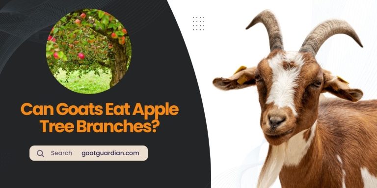 Can Goats Eat Apple Tree Branches? (with Harmful Feeding Alert)