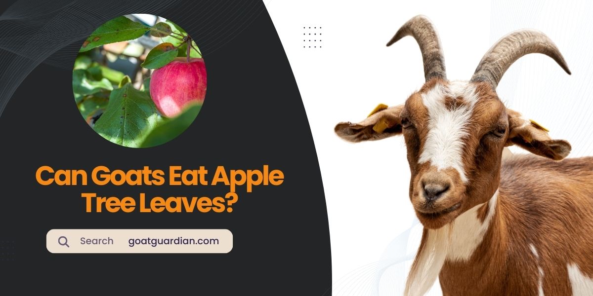 Can Goats Eat Apple Tree Leaves