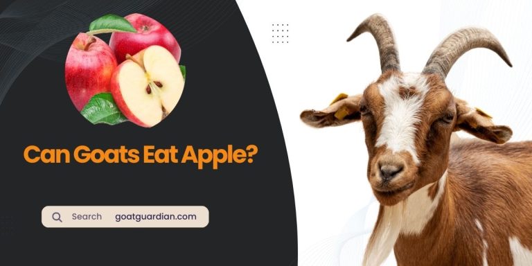 Can Goats Eat Apples? Is It Safe Option?