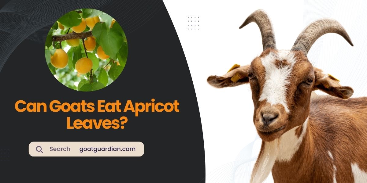 Can Goats Eat Apricot Leaves