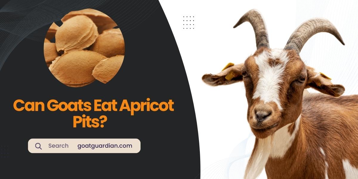 Can Goats Eat Apricot Pits?