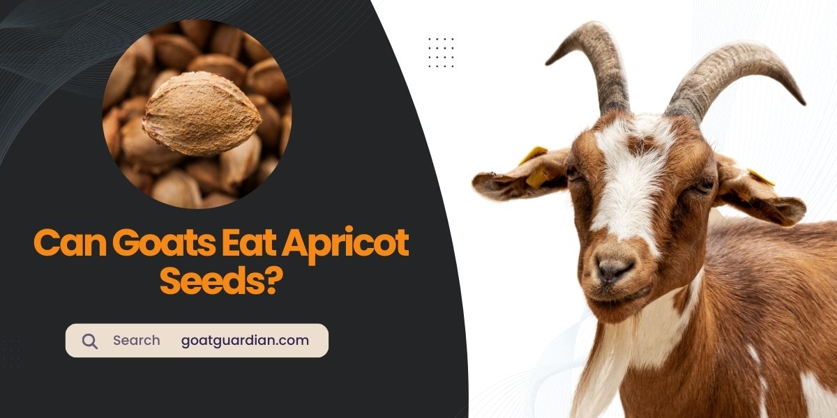Can Goats Eat Apricot Seeds