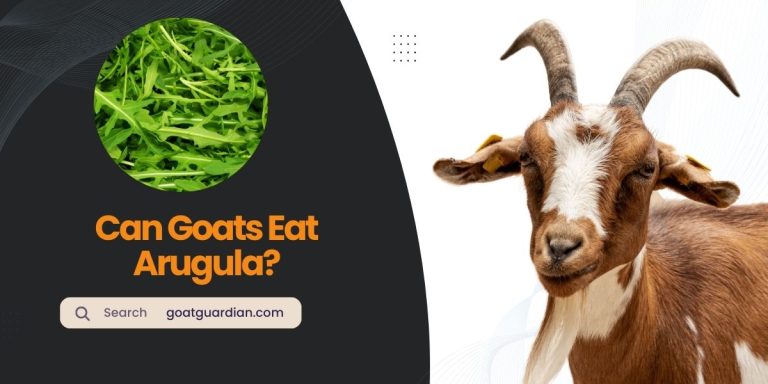Can Goats Eat Arugula? (with Alternative Feeding Option)