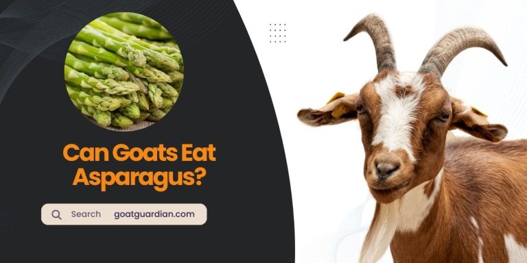 Can Goats Eat Asparagus? (Benefits, Risks & Guide)