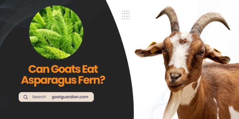 Can Goats Eat Asparagus Fern? (YES or NO)