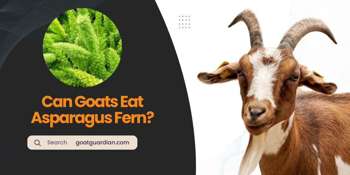 Can Goats Eat Asparagus Fern