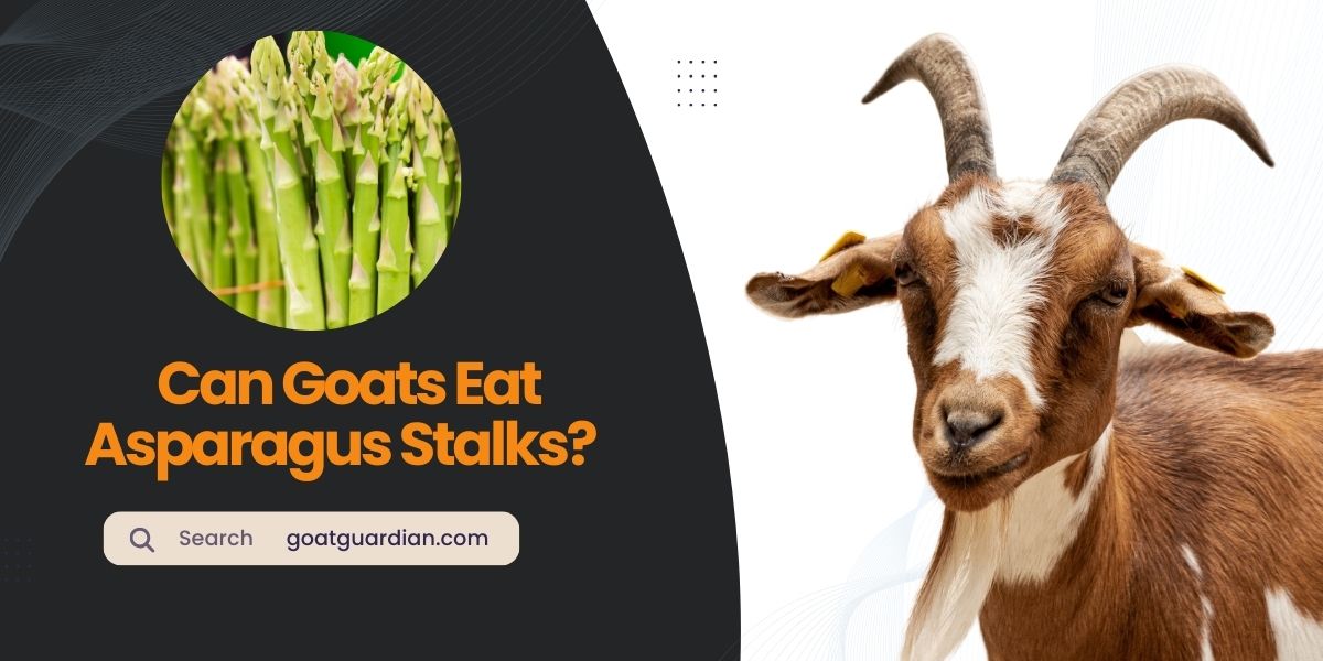 Can Goats Eat Asparagus Stalks