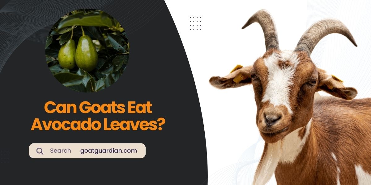 Can Goats Eat Avocado Leaves