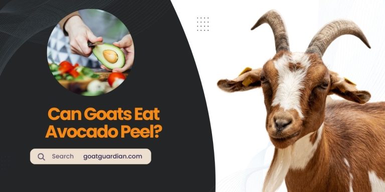 Can Goats Eat Avocado Peel? (with Alternative Food Options)