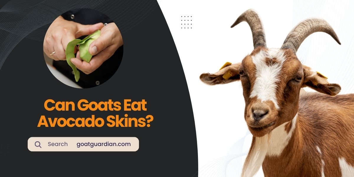Can Goats Eat Avocado Skins