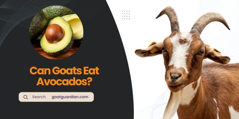 Can Goats Eat Avocados? (Best Practices Exposed)