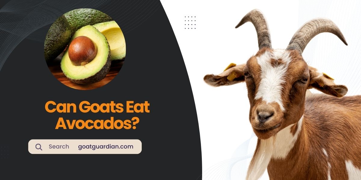 Can Goats Eat Avocados