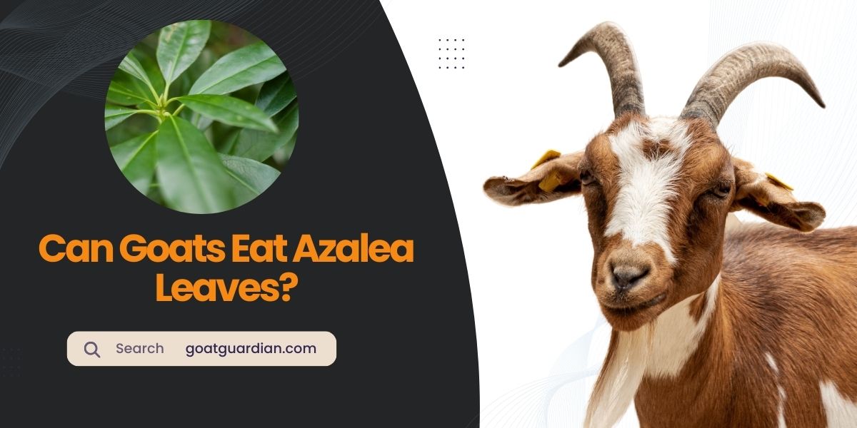 Can Goats Eat Azalea Leaves