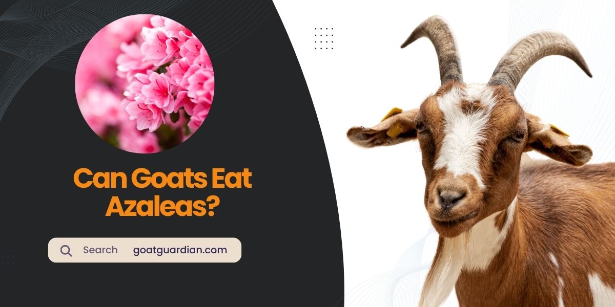 Can Goats Eat Azaleas