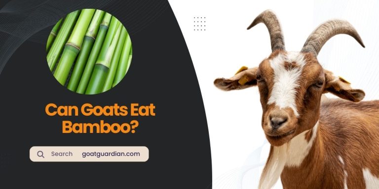 Can Goats Eat Bamboo? (Expert Opinion Given)