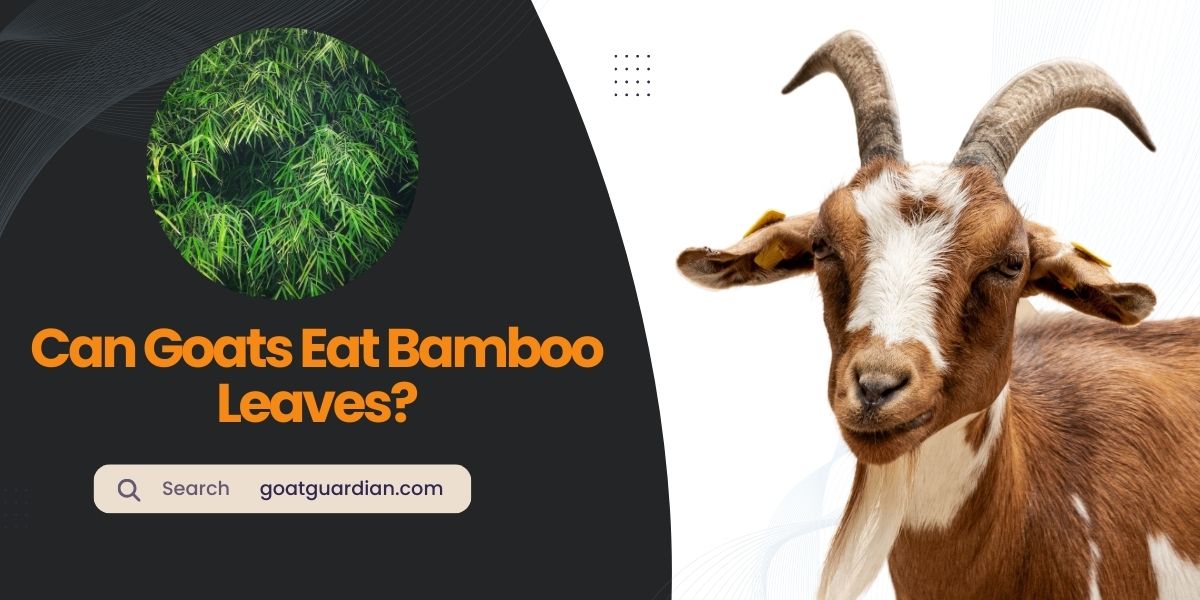 Can Goats Eat Bamboo Leaves
