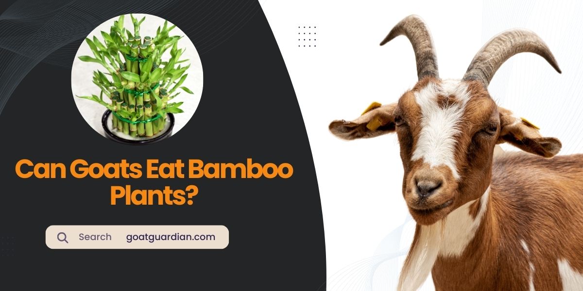 Can Goats Eat Bamboo Plants