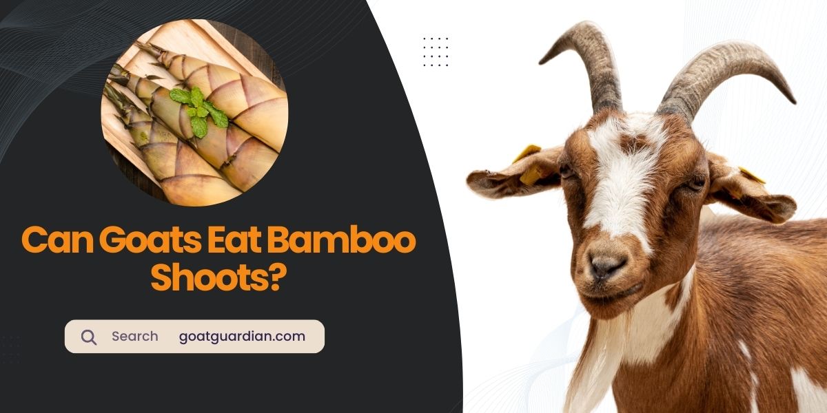 Can Goats Eat Bamboo Shoots