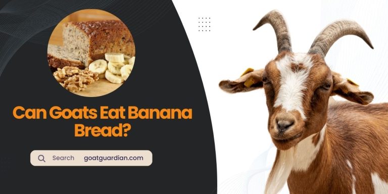 Can Goats Eat Banana Bread? Is It Toxic?